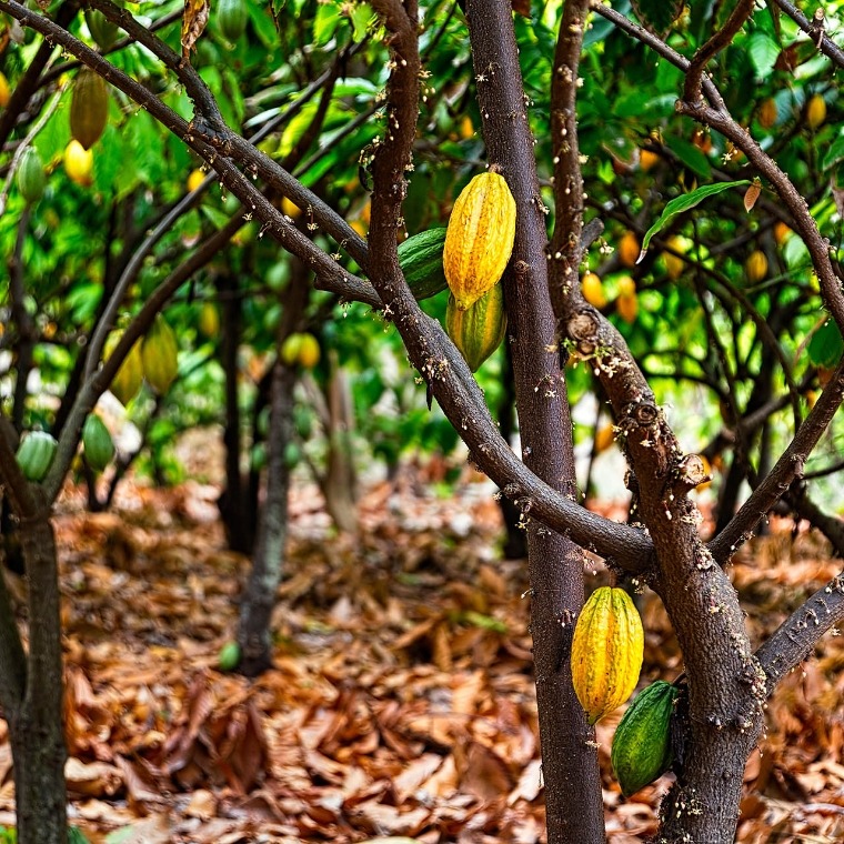 Cocoa farm